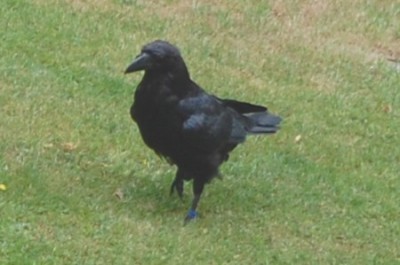 london-raven