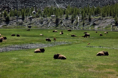 yellowstone-bison1