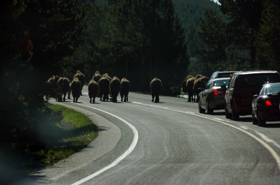 yellowstone-bison2