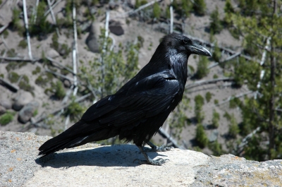 yellowstone-raven