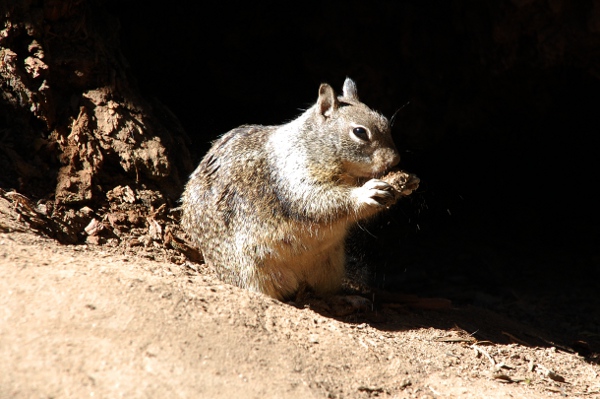 26_03_DSC_6082_mariposa_600x399